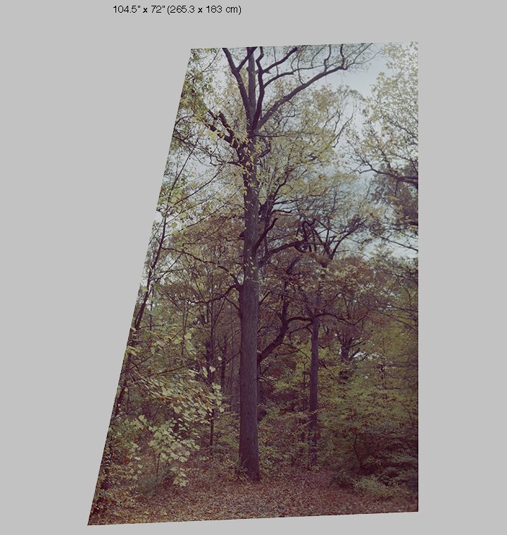 path portrait